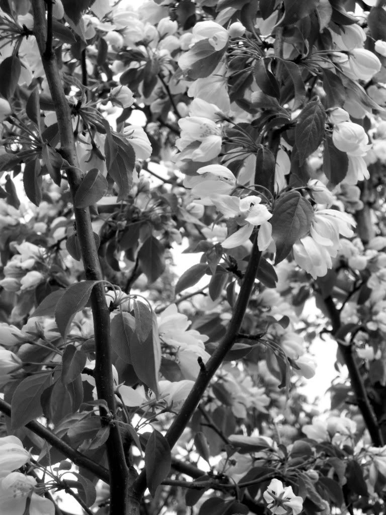 flowers Pictures, Images and Photos