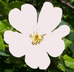 Wars of the Roses - small - 150 - Animated Gif. photo WarsoftheRosessmall.gif