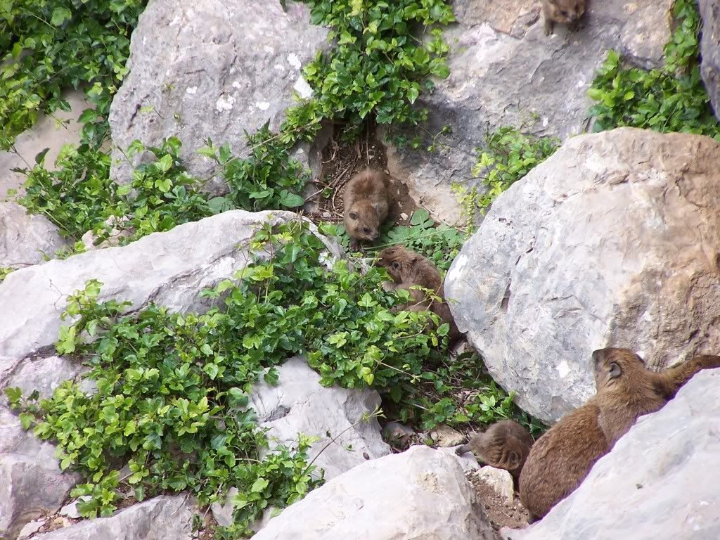 100_8854.jpg mother and baby rock rabbits image by Rhiannonda