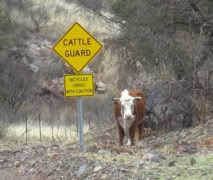 cattleguard.jpg
