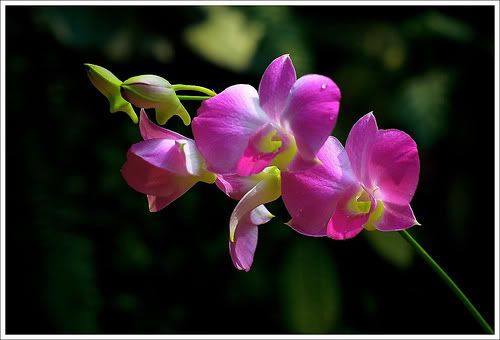 orchid flower photo: My fav Flower Orchid.jpg