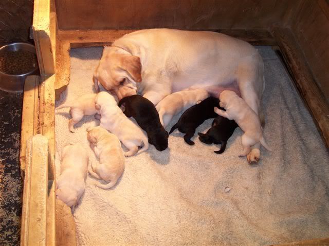 Norah and 2 week old pups