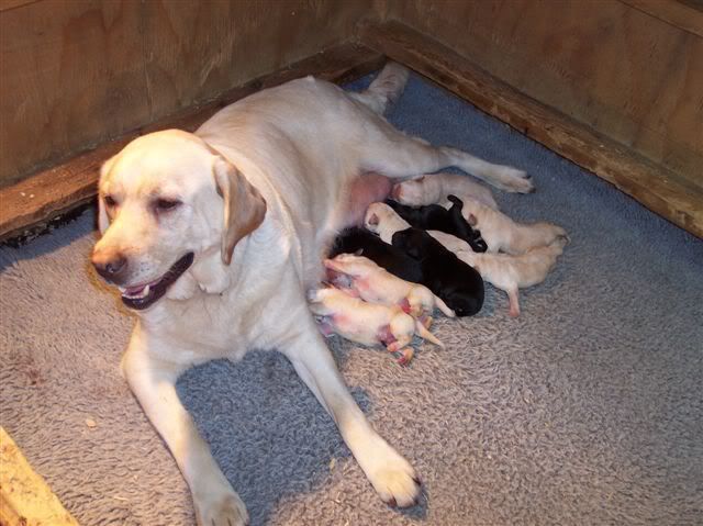 Norah and newborn pups