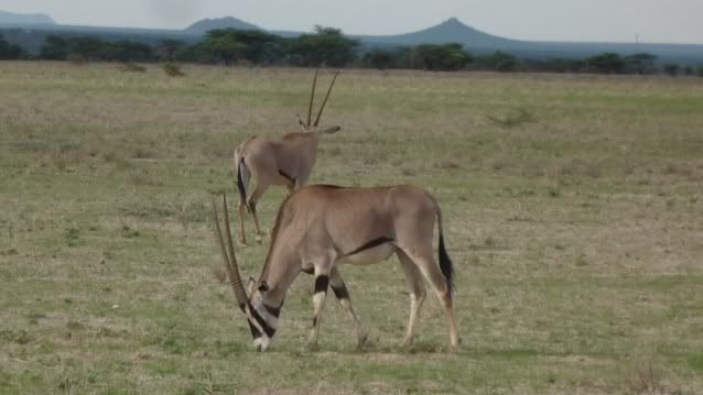 Viaje a Kenia - Blogs de Kenia - De Madrid a Samburu (19)
