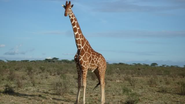 Viaje a Kenia - Blogs de Kenia - De Madrid a Samburu (20)