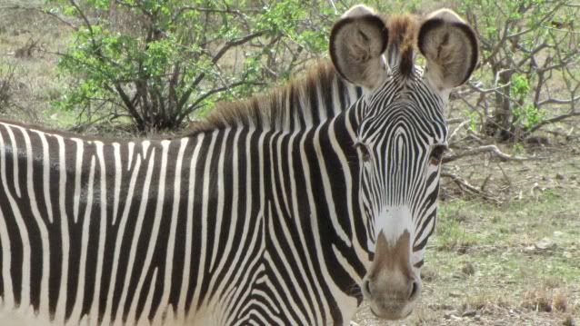 Viaje a Kenia - Blogs de Kenia - De Madrid a Samburu (25)