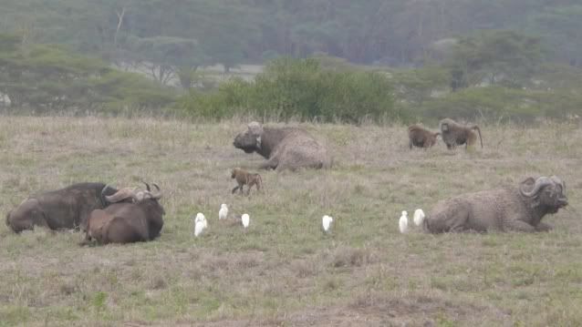 De Samburu a Masai Mara - Viaje a Kenia (5)