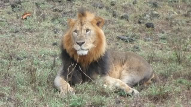 Viaje a Kenia - Blogs de Kenia - De Samburu a Masai Mara (6)