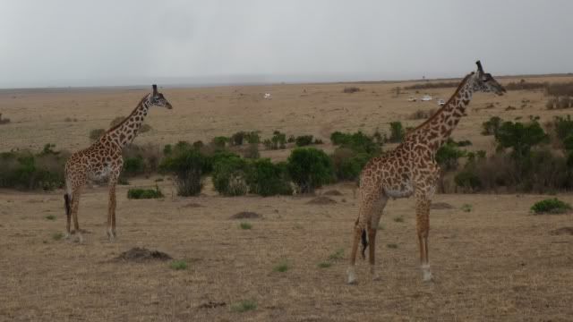 Viaje a Kenia - Blogs de Kenia - De Samburu a Masai Mara (16)
