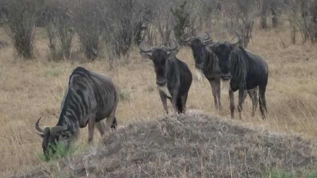 De Samburu a Masai Mara - Viaje a Kenia (17)