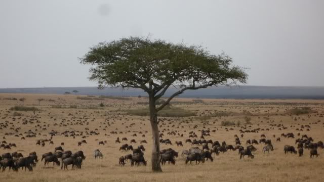 Viaje a Kenia - Blogs de Kenia - De Samburu a Masai Mara (18)
