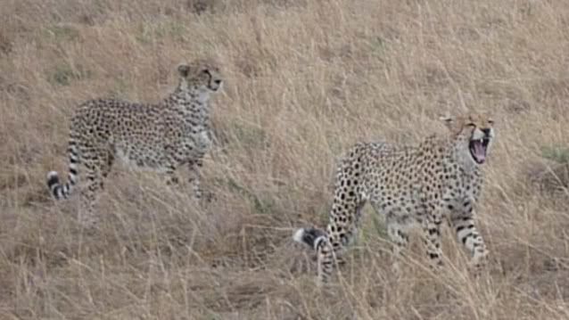 Viaje a Kenia - Blogs de Kenia - De Samburu a Masai Mara (22)