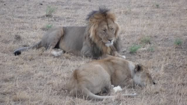 Viaje a Kenia - Blogs de Kenia - De Samburu a Masai Mara (24)