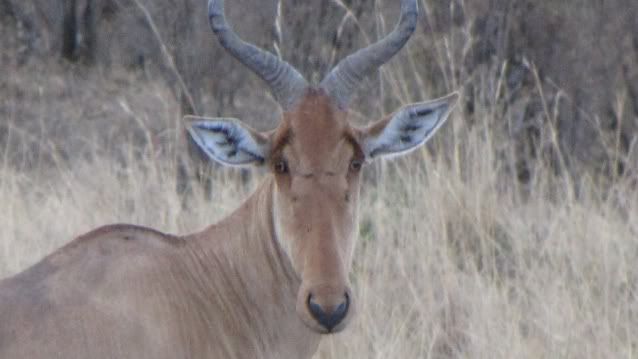 Viaje a Kenia - Blogs de Kenia - De Samburu a Masai Mara (25)