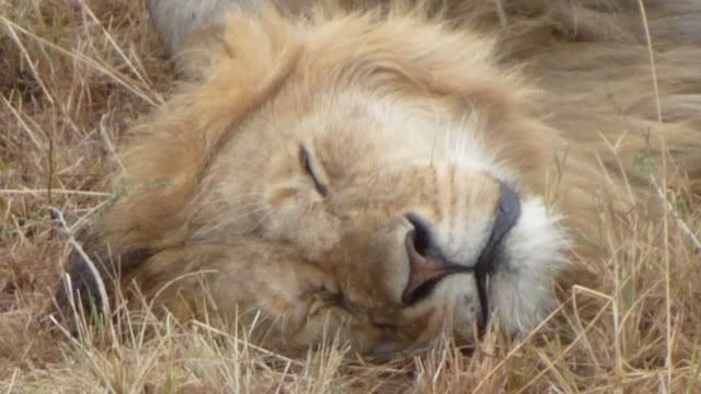 Viaje a Kenia - Blogs de Kenia - De Samburu a Masai Mara (39)