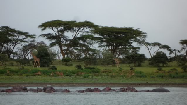 De Massai Mara a Madrid - Viaje a Kenia (1)