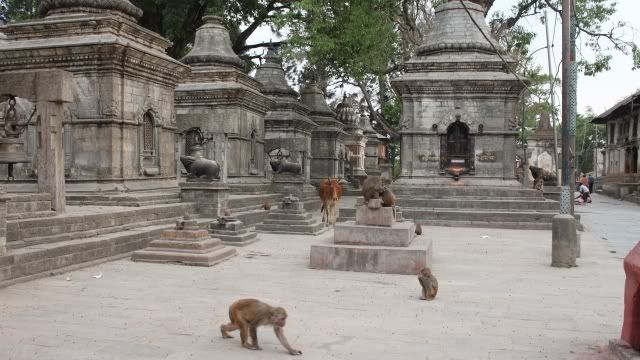 Viaje a la India y Nepal - Blogs de Sub Continente Indio - Llegada y visita a Katmandú (8)