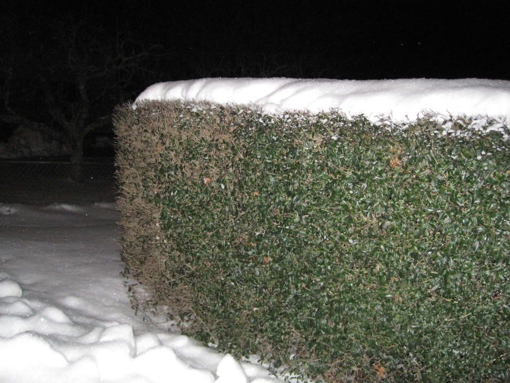 Snö på häck