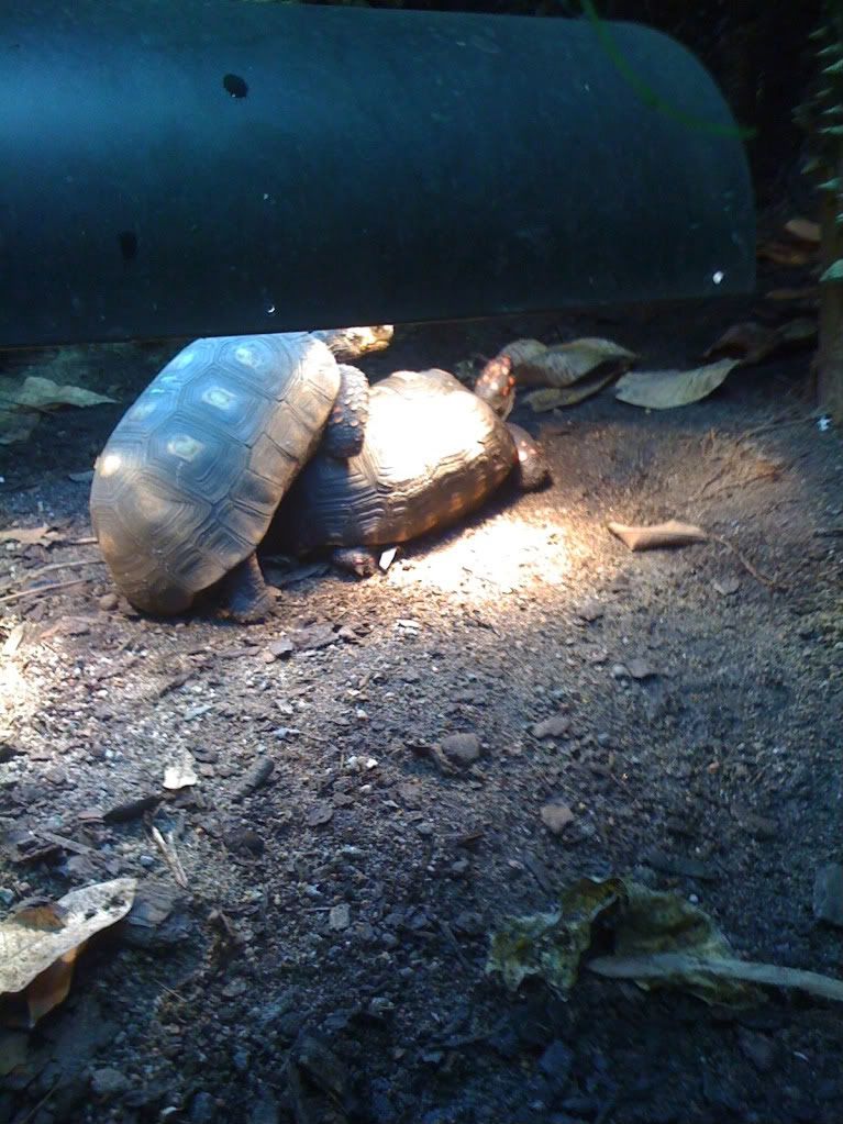 Sköldpadde-porr