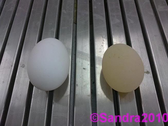 Till vänster är ett vanligt ägg, det till höger saknar skal. Har aldrig känt på ett bröstimplantat, men kan tänka mej att de känns ungefär sådär...!