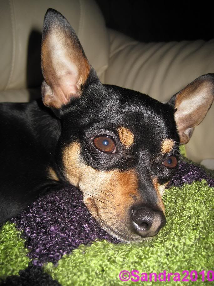 Elliot