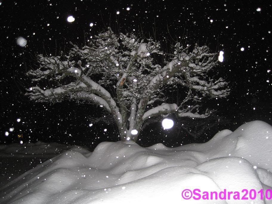 Snöigt träd