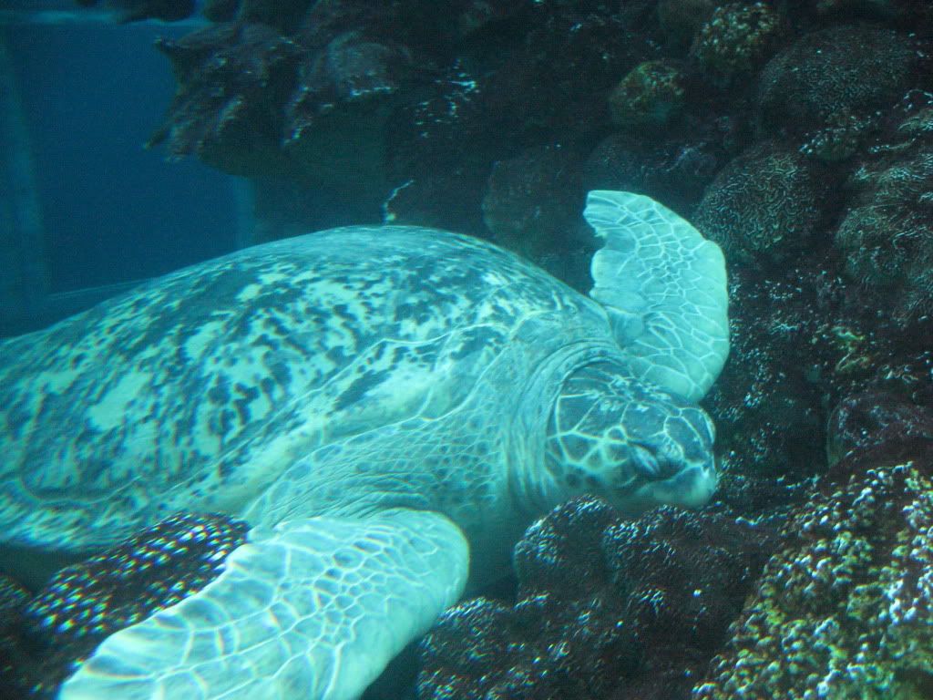turtle photo: turtle IMG_3866.jpg