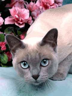 http://i668.photobucket.com/albums/vv49/jimbo0225/kocky/0146.gif