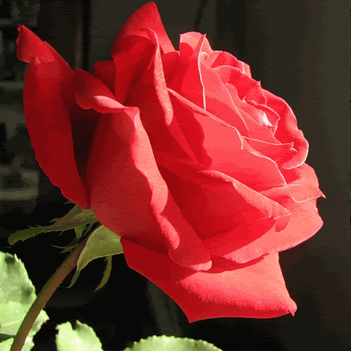 a4544e762524.gif image by margarethrose_Pictures