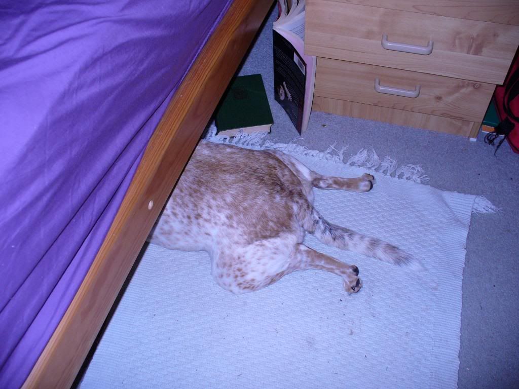 Pic233.jpg dog hiding from a storm image by xingtai